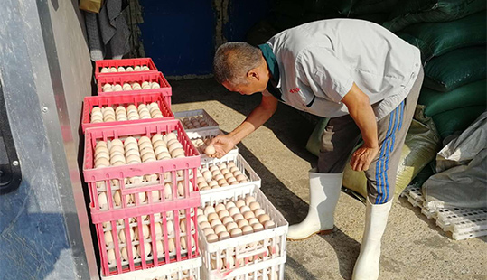 鳴環人鳴環事——鳴環農牧第七種雞場飼養員姜文明