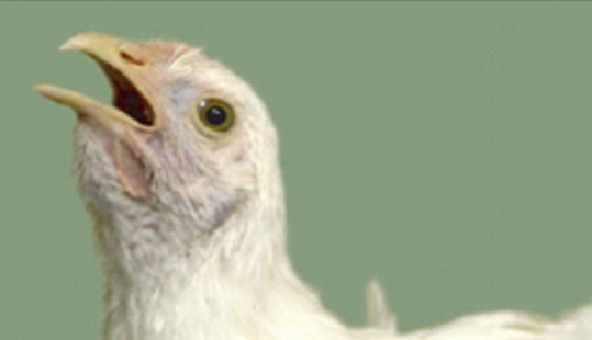 技術(shù) | 如何診斷肉雞傳染性喉氣管炎？