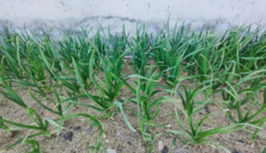 添綠色 促和諧——山東鳴環農牧發展有限公司管理案例